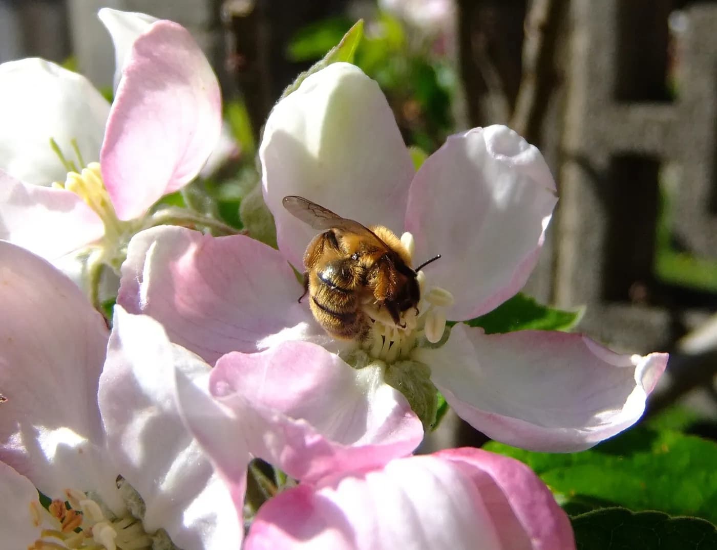 A honeybee resting in the center of a pale-pink apple blossom, with another open blossom in the foreground.