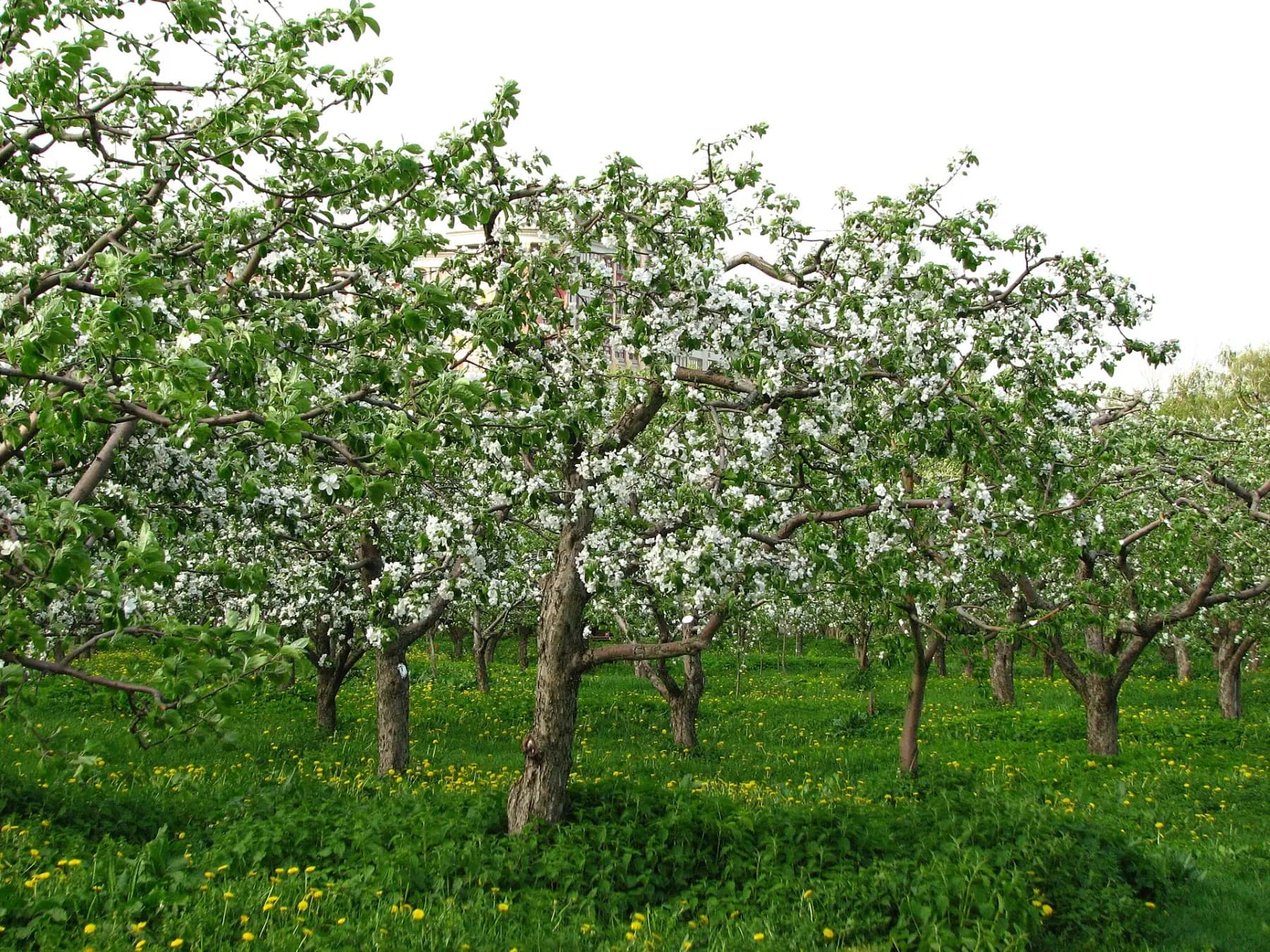 A spring apple orchard with rows of trees in full white bloom over grass dotted with yellow dandelions.