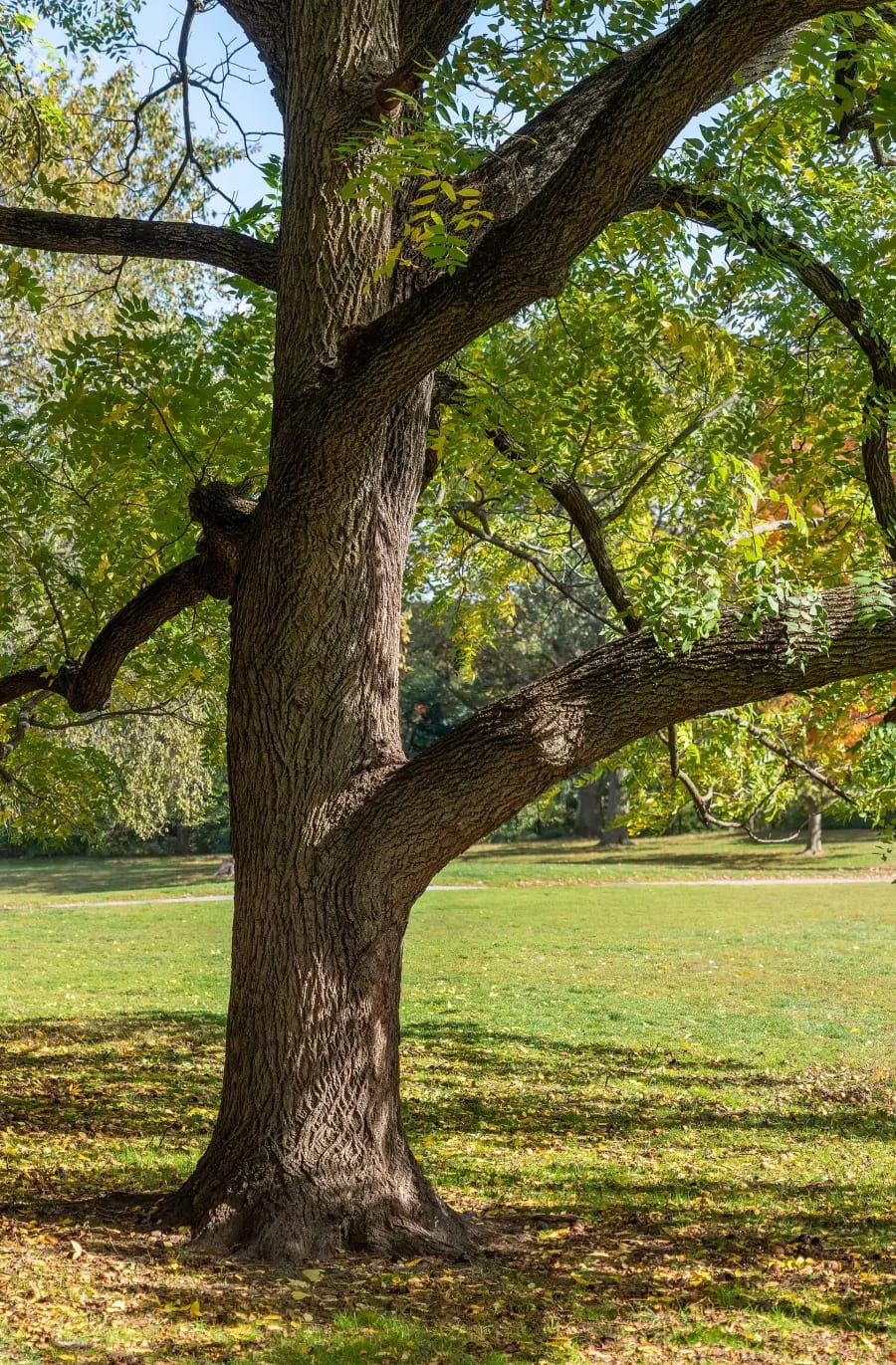 Black Walnut · Northern