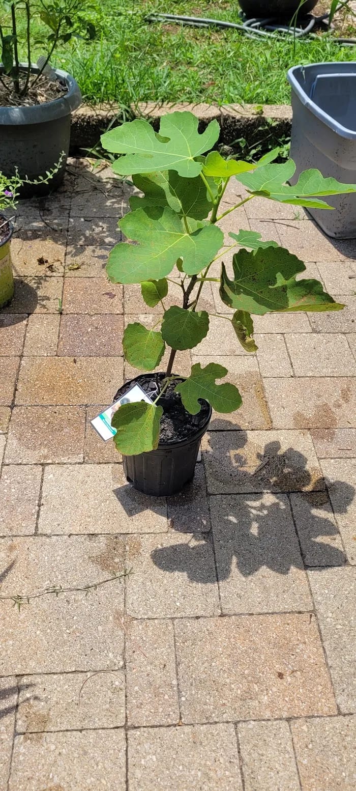 Fig