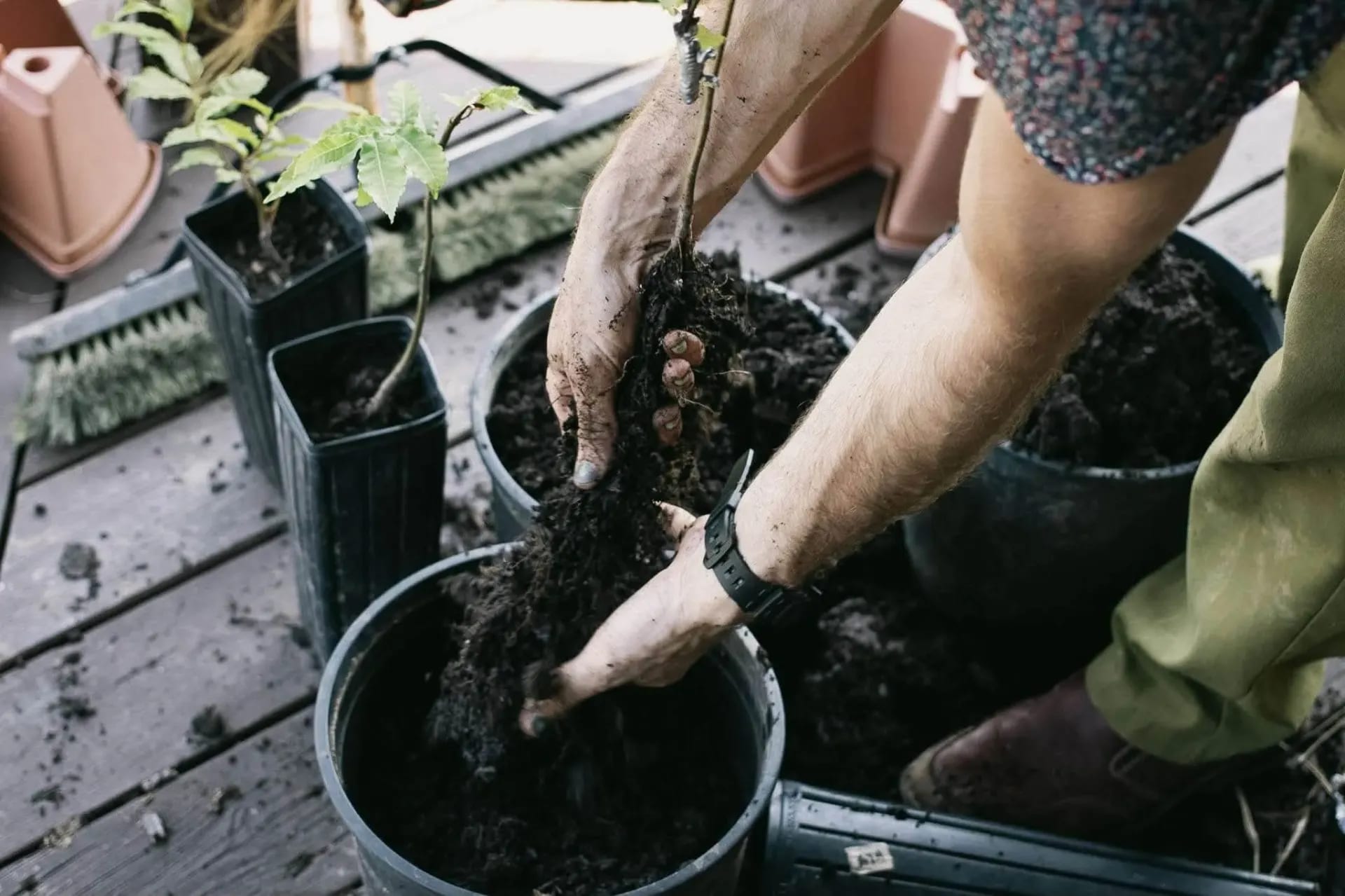 Centennial Food Forest (100 Trees)