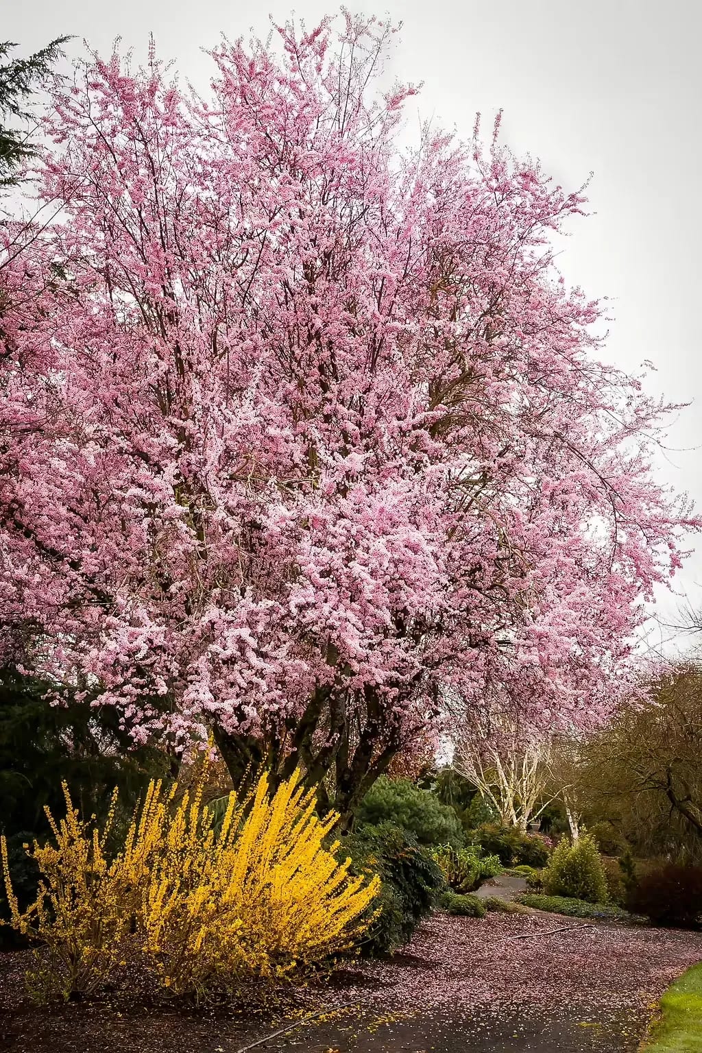 Plum