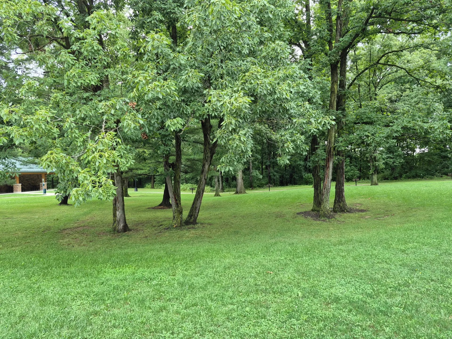 Shagbark Hickory