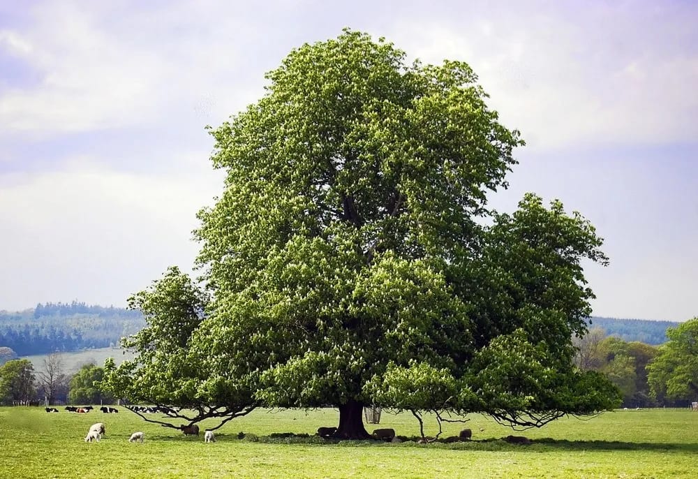 Chestnut - Hybrid